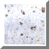 KASHMIR WHITE